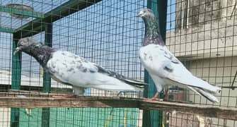 Pigeons or Pairs available for sale 0308-5000940