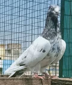 Pigeon available in reasonable price plz. contct me by no. 0308-5000940