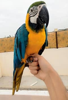 BLUE GOLD MACAW /03152248124 0