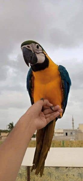 BLUE GOLD MACAW /03152248124 1