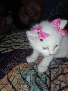 ODD eyes Punch Face cat ka baby available ha