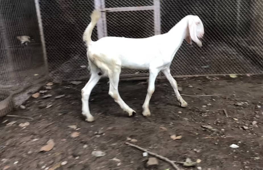 rajanpuri goat | amratsari | makhi cheeni | nagra | pair for sale 1