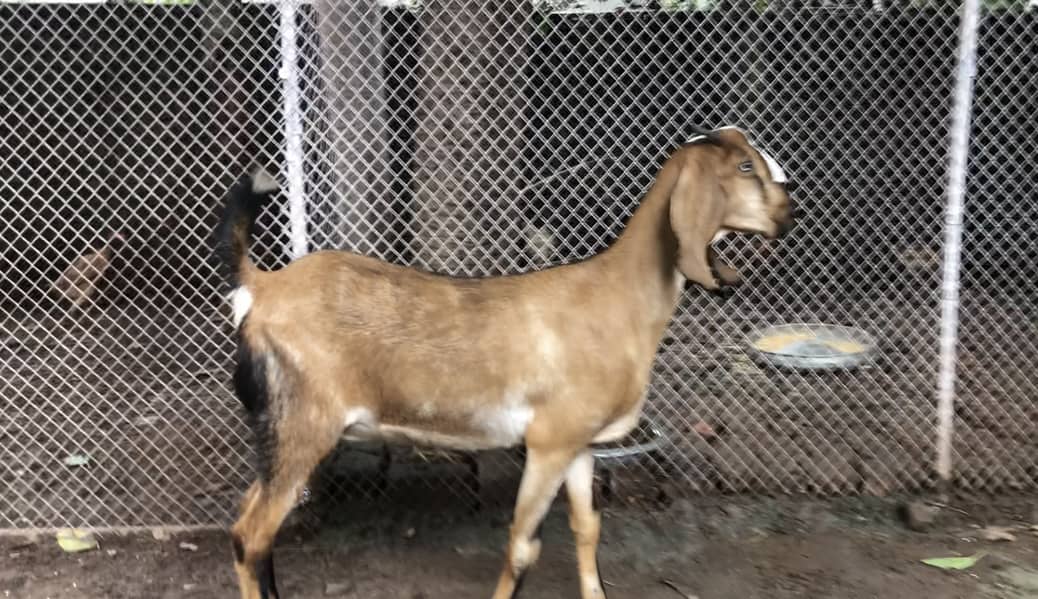 rajanpuri goat | amratsari | makhi cheeni | nagra | pair for sale 2