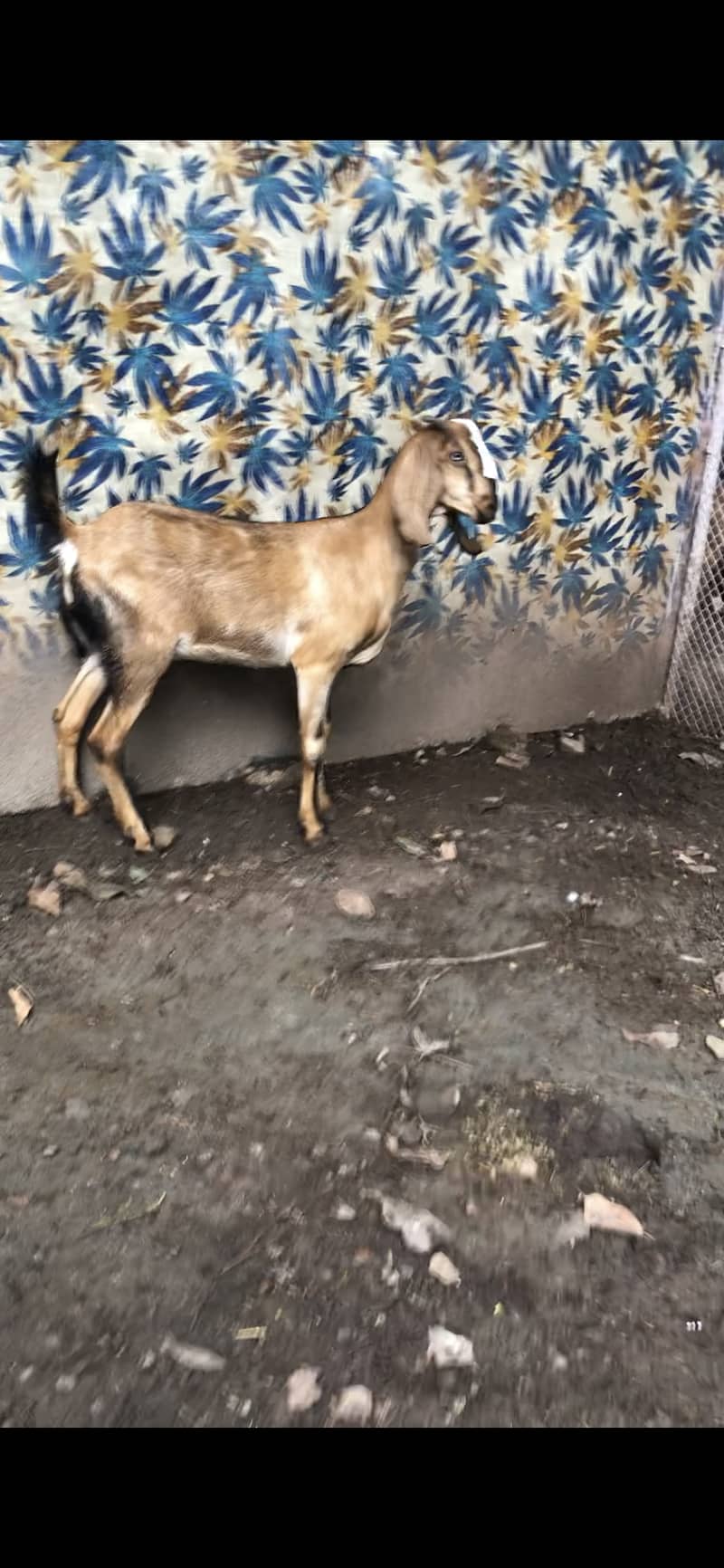 rajanpuri goat | amratsari | makhi cheeni | nagra | pair for sale 3