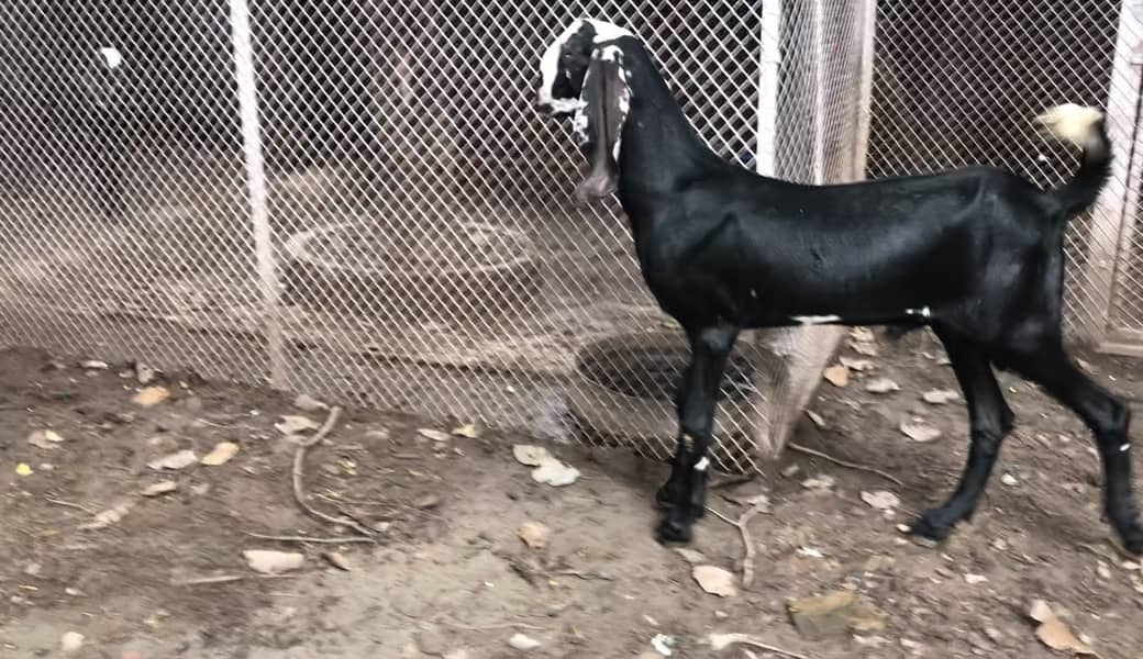 rajanpuri goat | amratsari | makhi cheeni | nagra | pair for sale 4