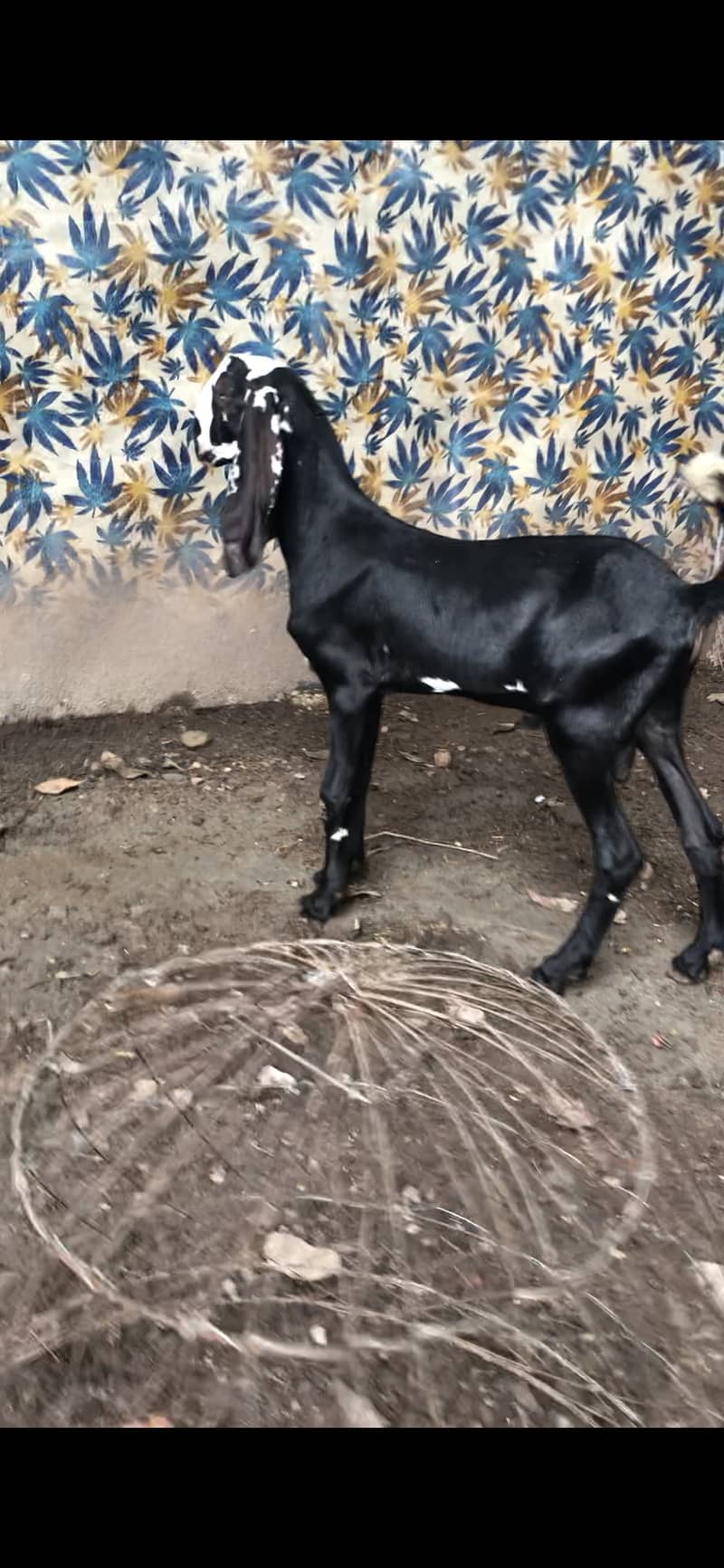 rajanpuri goat | amratsari | makhi cheeni | nagra | pair for sale 5