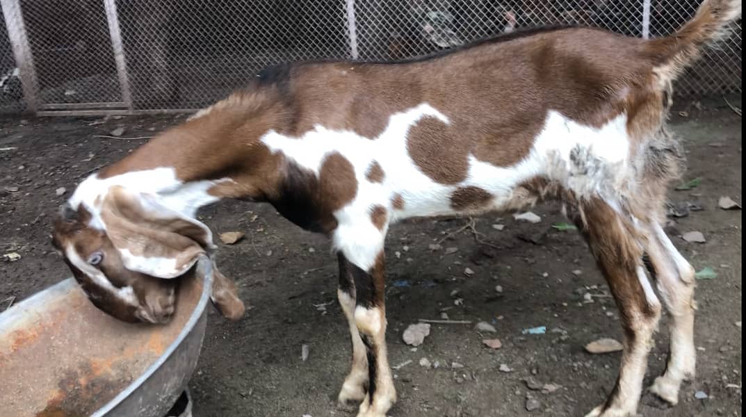 rajanpuri goat | amratsari | makhi cheeni | nagra | pair for sale 6