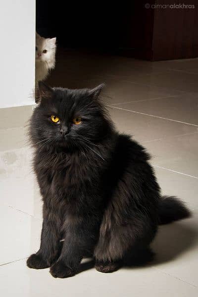 Adult black  female Persian cat 0