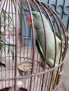 Raw female talking parrot hand tame 03032293774