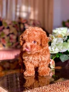 Toy poodle Importerd puppies available here