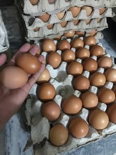 lohman brown egg available unlimted stock