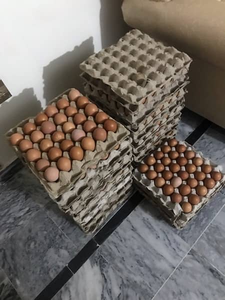 lohman brown hens | lohman brown egg | eggs available unlimted stock 6