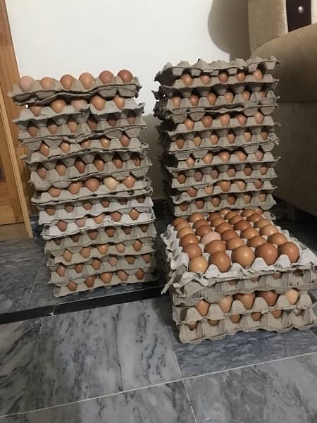 lohman brown hens | lohman brown egg | eggs available unlimted stock 2