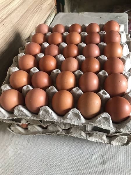 lohman brown hens | lohman brown egg | eggs available unlimted stock 3