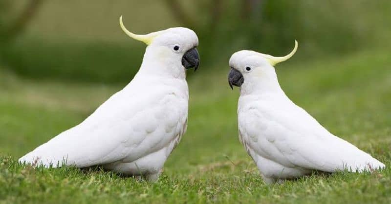 Triton Cockatoos, Blue and Gold Macaw, Amazons & African Grey 0