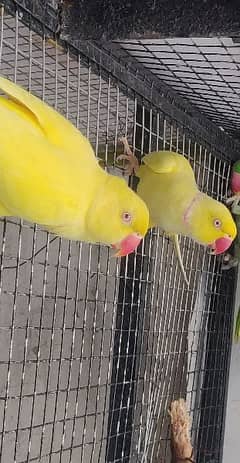 yellow ring neck Breeder|||pair for salr