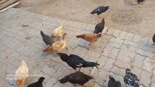 Aseel Hen for sale