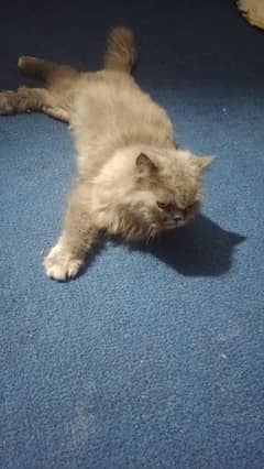 Persian female cat for sale