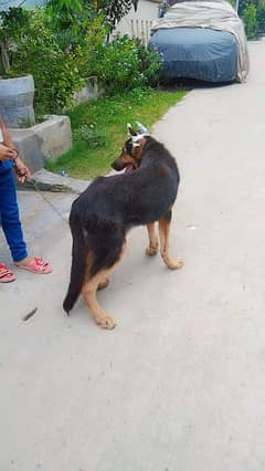 GERMAN SHEAPARD MALE FOR URGENT SALE