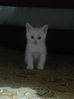 Persian Kitten / Cat for sale at Peshawar