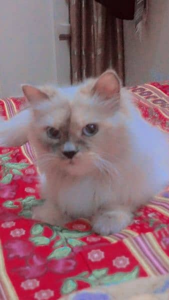 1year old persian breed full active 1