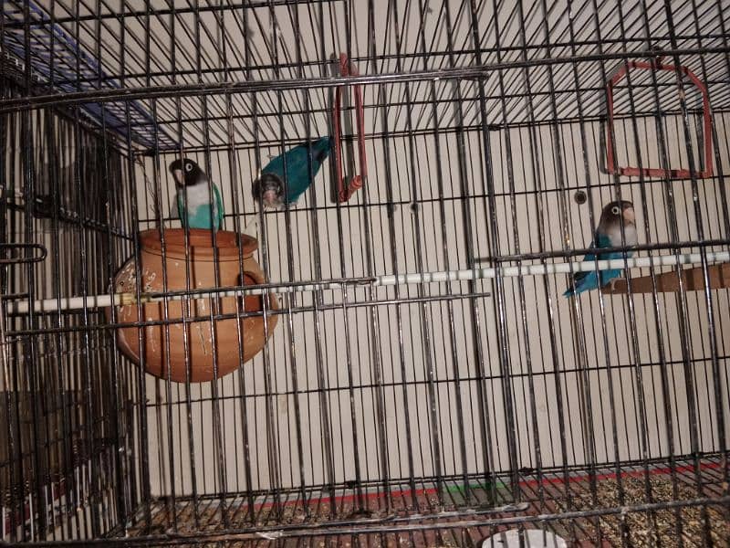 Cocktail love birds and budges for sale 3