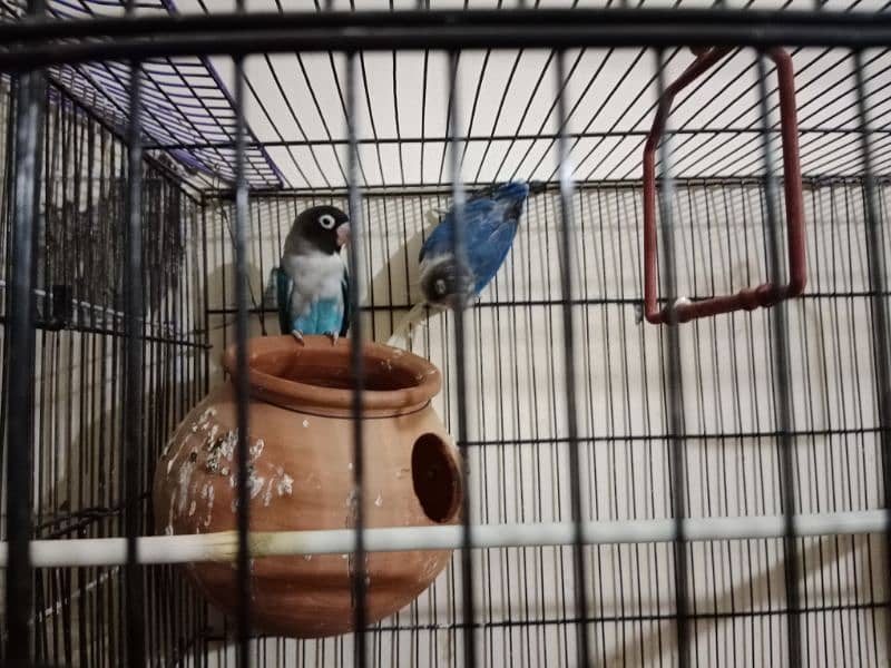 Cocktail love birds and budges for sale 4