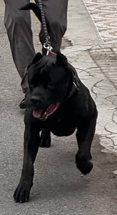 cane corso