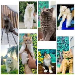 Persian hamalian british punch face piki face cat's and kitten's