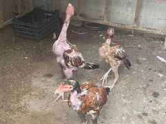 Hens 4 males 1 female