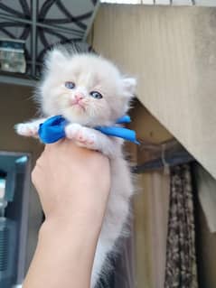 Persian kittens punch face