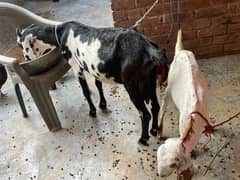 bakri or us ka bacha (dono female ha) full detaile in description