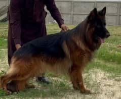 German shepherd long coat confirm stud