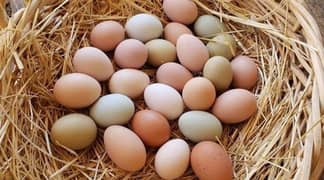 Fresh dysi fertile Eggs for sale