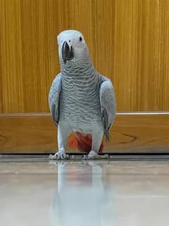 African grey parrot