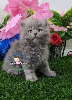 Punch Face Smoky Grey triple coated Persian kitten Male