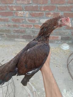 healthy and active good bird  female available