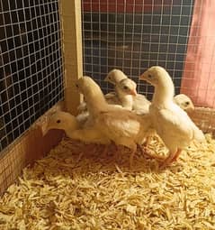 King size ko shamo | shamo chiks| shamoo| chicks| high quality