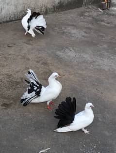 Fancy pigeon available