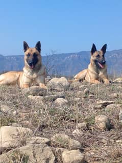 Belgian Malinois K9 Puppy