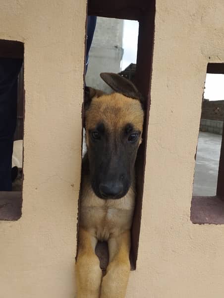 Belgian Malinois K9 Puppies 1