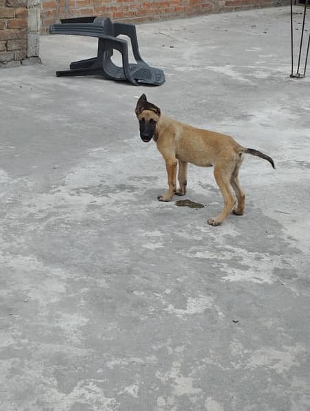 Belgian Malinois K9 Puppies 2