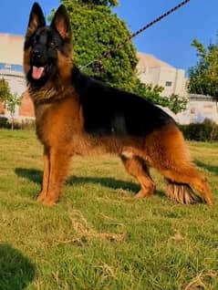 Pure german shepherd long Court Black Mask Home Bread