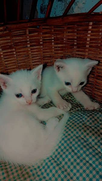 persion kittens available male female both available 0