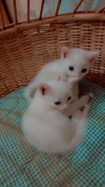 persion kittens available male female both available 1