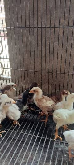 pure Aseel chicks available hai