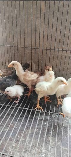 pure Aseel chicks available hai