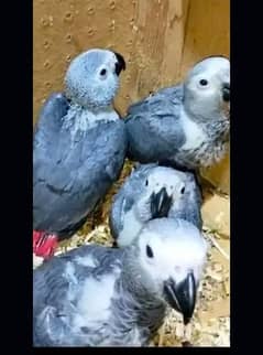 African Gray Perrot chicks for sale 03265059319