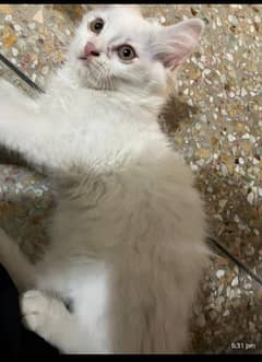 Persian kitten