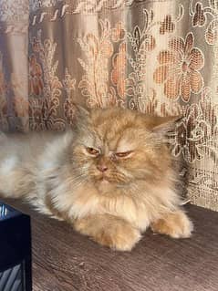 Persian female cat